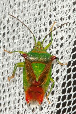 Punaise de l'aubépine, Punaise ensanglantée Acanthosoma haemorrhoidale (Linnaeus, 1758)