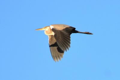 Héron cendré Ardea cinerea Linnaeus, 1758