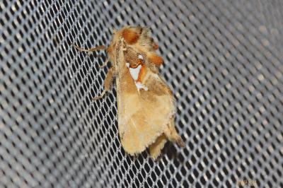 Argentine (L'), Bombyx argentin (Le) Spatalia argentina (Denis & Schiffermüller, 1775)