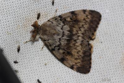 Disparate (Le), Spongieuse (La), Zigzag (Le) Lymantria dispar (Linnaeus, 1758)