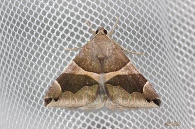 Passagère (La) Dysgonia algira (Linnaeus, 1767)