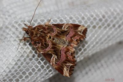 Noctuelle de la Fougère (La) Callopistria juventina (Stoll, 1782)