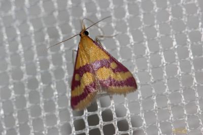  Pyrausta sanguinalis (Linnaeus, 1767)