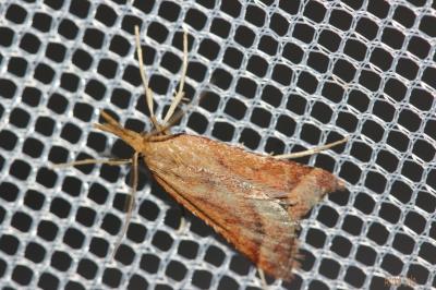  Synaphe punctalis (Fabricius, 1775)