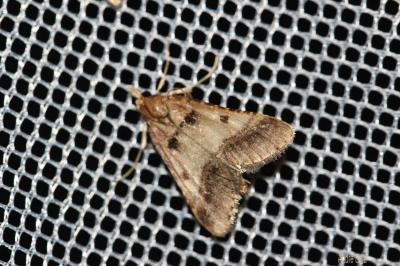 Stemmatophora brunnealis (Treitschke, 1829)