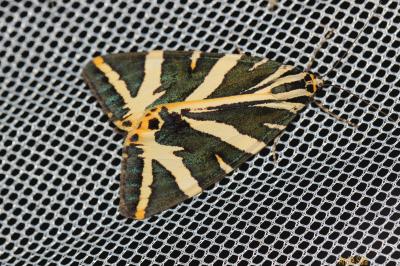 Écaille chinée (L') Euplagia quadripunctaria (Poda, 1761)