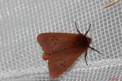 Ecaille cramoisie (L') Phragmatobia fuliginosa (Linnaeus, 1758)