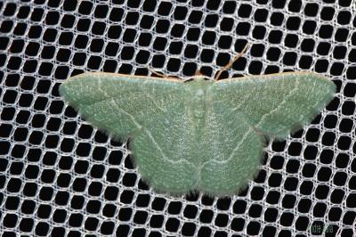 Phalène verte des Ombellifères (La) Phaiogramma etruscaria (Zeller, 1849)