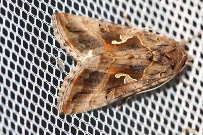 Gamma (Le) Autographa gamma (Linnaeus, 1758)