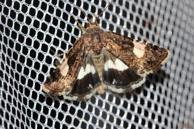 Noctuelle en deuil (La) Tyta luctuosa (Denis & Schiffermüller, 1775)