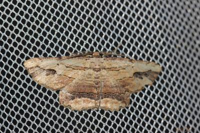 Boarmie pétrifiée (La) Menophra abruptaria (Thunberg, 1792)