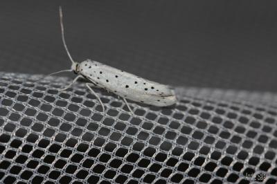  Yponomeuta malinellus Zeller, 1838