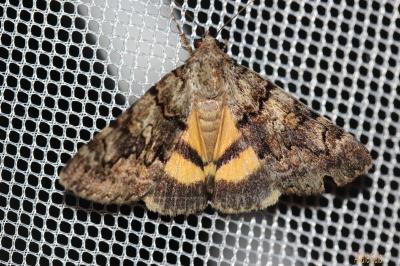 Nymphagogue (La) Catocala nymphagoga (Esper, 1787)