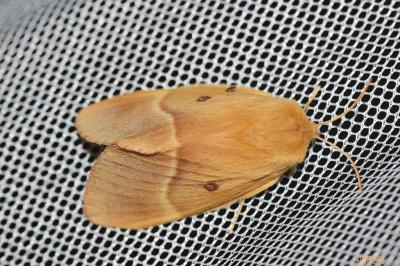 Bombyx du Chêne (Le), Minime à bandes jaunes (Le) Lasiocampa quercus (Linnaeus, 1758)