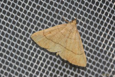 Herminie dérivée (L') Paracolax tristalis (Fabricius, 1794)