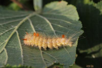 Pudibonde (La), Patte-Etendue (La) Calliteara pudibunda (Linnaeus, 1758)