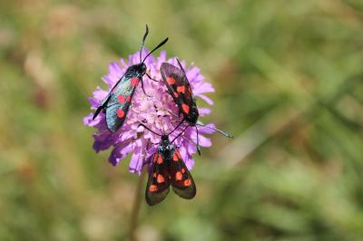 Zygène des bois (La), Zygène du Trèfle-de-montagne Zygaena lonicerae (Scheven, 1777)