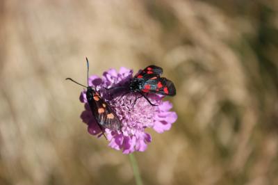 Zygène des bois (La), Zygène du Trèfle-de-montagne Zygaena lonicerae (Scheven, 1777)