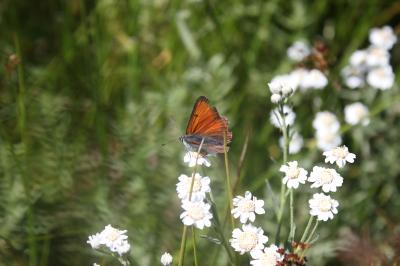 Cuivré écarlate (Le) Lycaena hippothoe (Linnaeus, 1760)