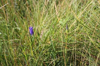 Gentiane des marais, Gentiane pulmonaire des marai Gentiana pneumonanthe L., 1753