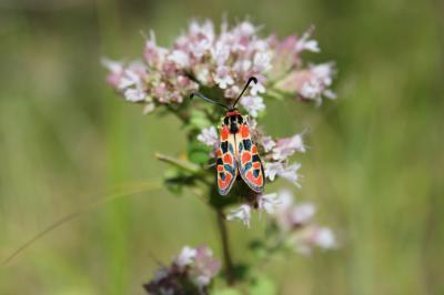 Zygène de la Petite coronille (La) Zygaena fausta (Linnaeus, 1767)