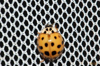 Coccinelle asiatique (la) Harmonia axyridis (Pallas, 1773)