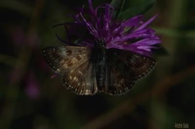 Point de Hongrie (Le), Grisette (La) Erynnis tages (Linnaeus, 1758)