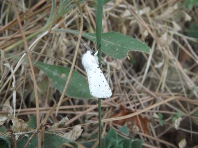Ecaille tigrée (L') Spilosoma lubricipeda (Linnaeus, 1758)