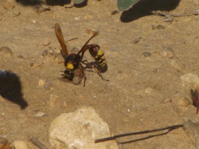  Delta unguiculatum (Villers, 1789)