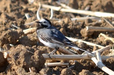Bergeronnette grise Motacilla alba Linnaeus, 1758
