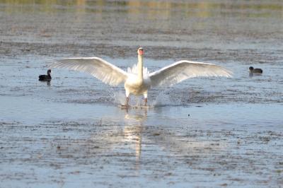 Cygne tuberculé Cygnus olor (Gmelin, 1803)