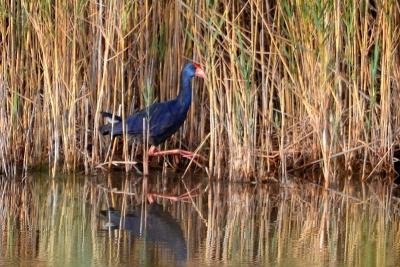 Poule sultane, Talève sultane, Porphyrion bleu Porphyrio porphyrio (Linnaeus, 1758)
