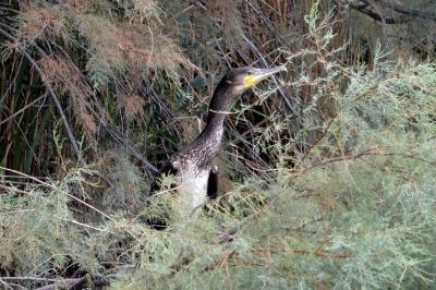 Grand Cormoran Phalacrocorax carbo sinensis (Shaw & Nodder, 1801)