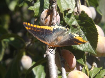 Nymphale de l'Arbousier (La), Jason (Le), Pacha à  Charaxes jasius (Linnaeus, 1767)