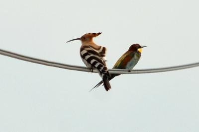 Huppe fasciée Upupa epops Linnaeus, 1758