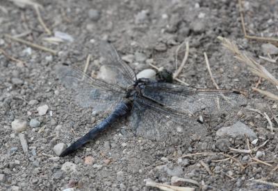 Orthétrum réticulé (L') Orthetrum cancellatum (Linnaeus, 1758)