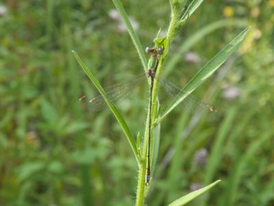 Leste verdoyant Lestes virens (Charpentier, 1825)