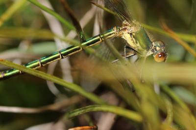 Leste des bois, Leste dryade Lestes dryas Kirby, 1890