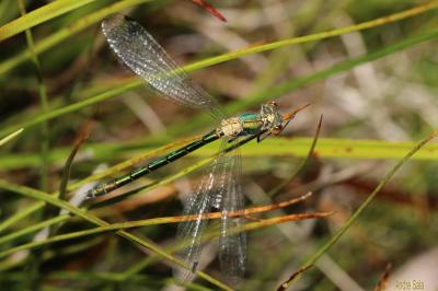 Leste des bois, Leste dryade Lestes dryas Kirby, 1890