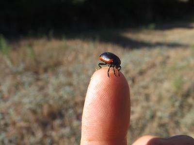  Chrysolina Motschulsky, 1860