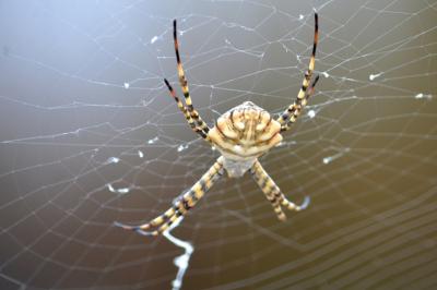  Argiope lobata (Pallas, 1772)