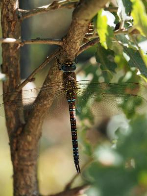 Aeschne mixte Aeshna mixta Latreille, 1805