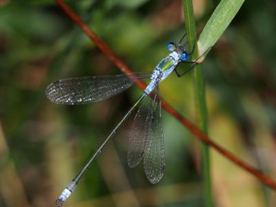 Leste fiancé Lestes sponsa (Hansemann, 1823)