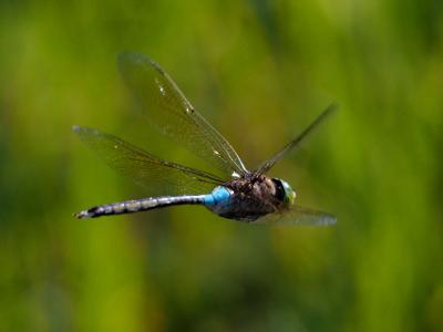 Anax napolitain (L') Anax parthenope (Selys, 1839)