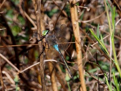 Anax napolitain (L') Anax parthenope (Selys, 1839)
