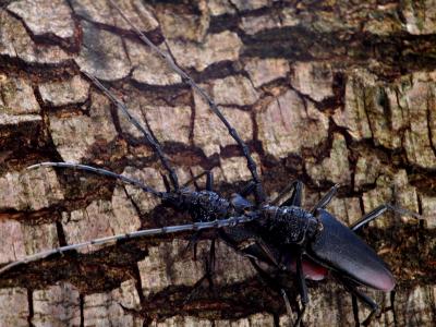 Grand Capricorne (Le) Cerambyx cerdo Linnaeus, 1758