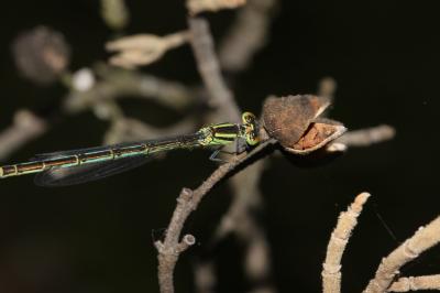 Agrion de Vander Linden, Naïade de Vander Linden Erythromma lindenii (Selys, 1840)