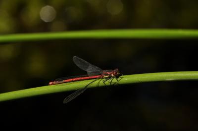 Petite nymphe au corps de feu (La) Pyrrhosoma nymphula (Sulzer, 1776)