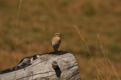 Traquet motteux Oenanthe oenanthe (Linnaeus, 1758)