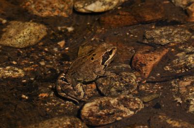 Grenouille rousse Rana temporaria Linnaeus, 1758